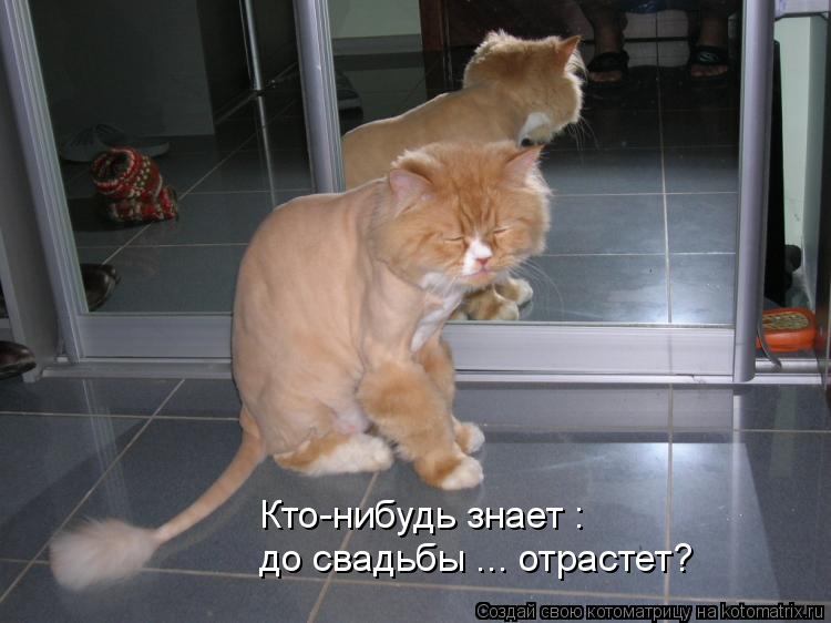 Кто-нибудь знает : до свадьбы ... отрастет?... Котоматрица: Кто-нибудь знает : до свадьбы ... отрастет?