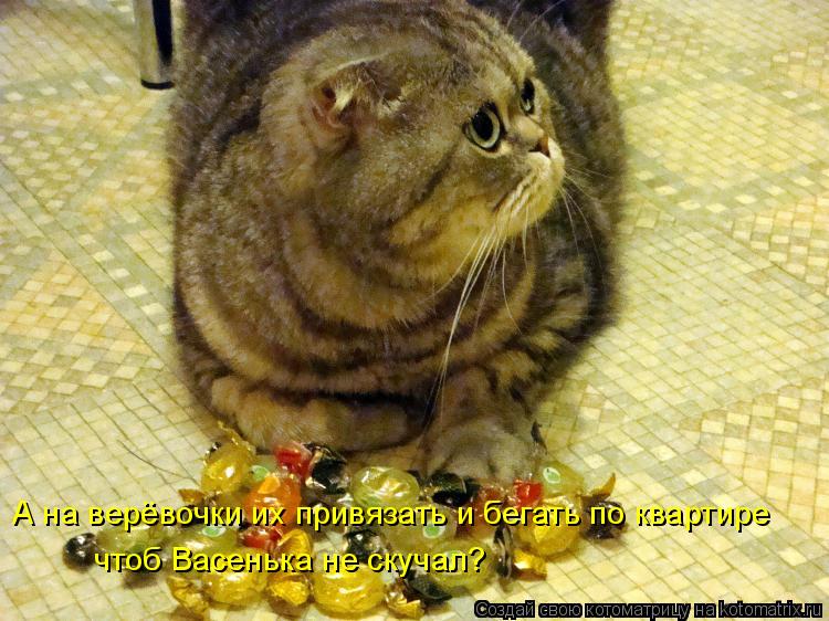 А на верёвочки их привязать и бегать по квартире чтоб Васенька не скучал?... Котоматрица: А на верёвочки их привязать и бегать по квартире чтоб Васенька не скучал?