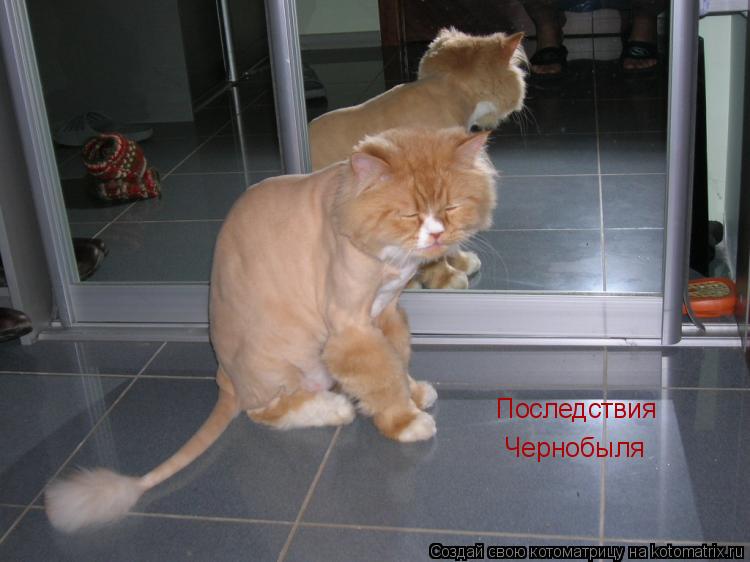 Последствия Чернобыля... Котоматрица: Последствия Чернобыля
