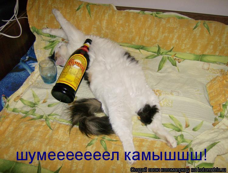 шумееееееел камышшш!... Котоматрица: шумееееееел камышшш!