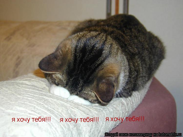 я хочу тебя!!! я хочу тебя!!! я хочу тебя!!!... Котоматрица: я хочу тебя!!! я хочу тебя!!! я хочу тебя!!!