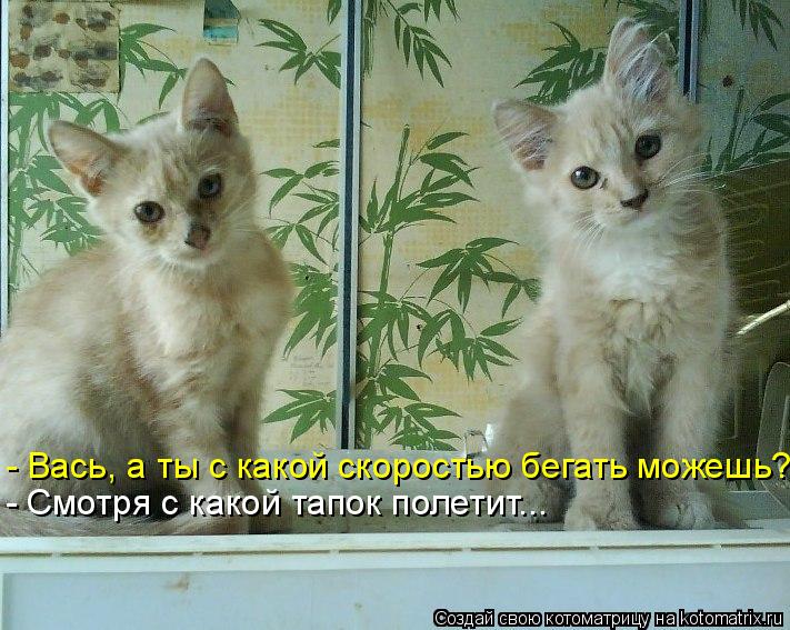 - Вась, а ты с какой скоростью бегать можешь? - Смотря с какой тапок полетит...... Котоматрица: - Вась, а ты с какой скоростью бегать можешь? - Смотря с какой тапок полетит...
