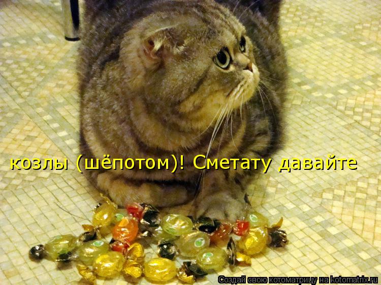 козлы (шёпотом)! Сметату давайте... Котоматрица: козлы (шёпотом)! Сметату давайте