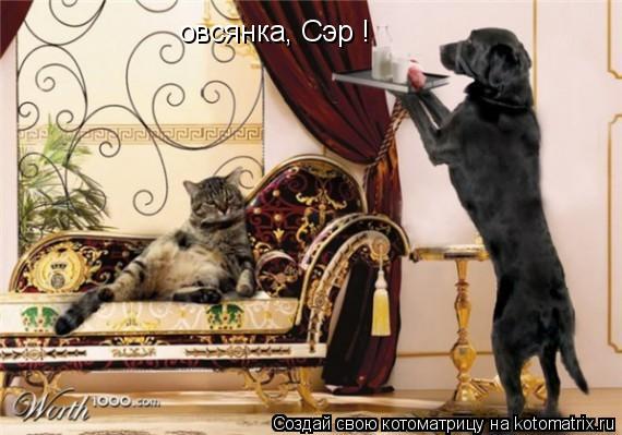 овсянка, Сэр !... Котоматрица: овсянка, Сэр !