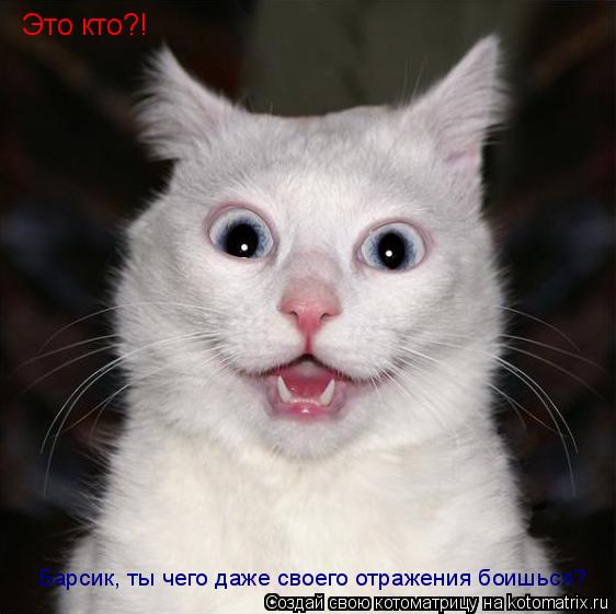 Это кто?! Барсик, ты чего даже своего отражения боишься?... Котоматрица: Это кто?! Барсик, ты чего даже своего отражения боишься?