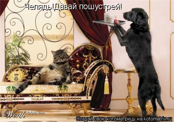 Челядь!Давай пошустрей!... Котоматрица: Челядь!Давай пошустрей!