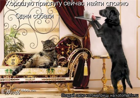 Хорошую прислугу сейчас найти сложно Одни собаки... Котоматрица: Хорошую прислугу сейчас найти сложно Одни собаки