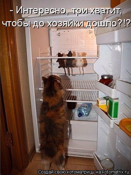 - Интересно, три хватит, чтобы до хозяйки дошло?!?... Котоматрица: - Интересно, три хватит, чтобы до хозяйки дошло?!?