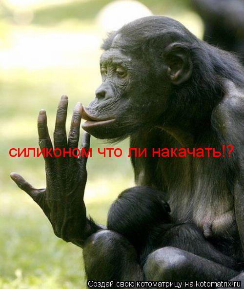 силиконом что ли накачать!?... Котоматрица: силиконом что ли накачать!?
