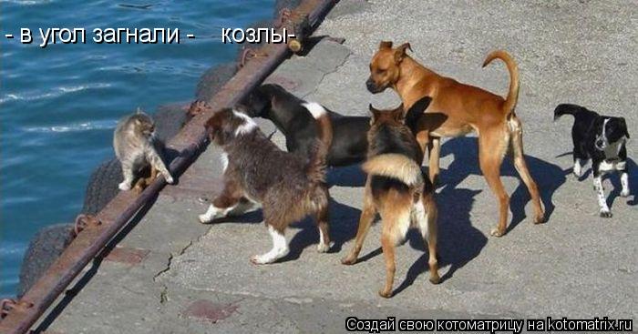 Котоматрица: - в угол загнали -    козлы-