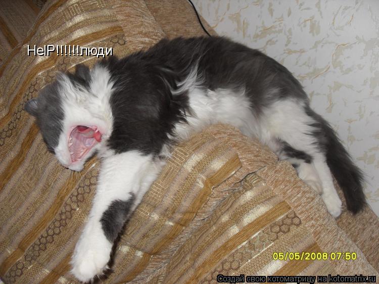 Котоматрица: HelP!!!!!!люди