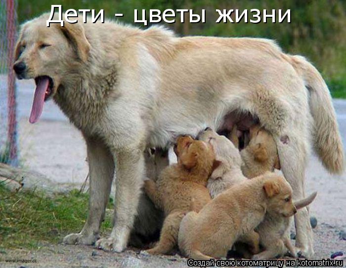 Котоматрица: Дети - цветы жизни