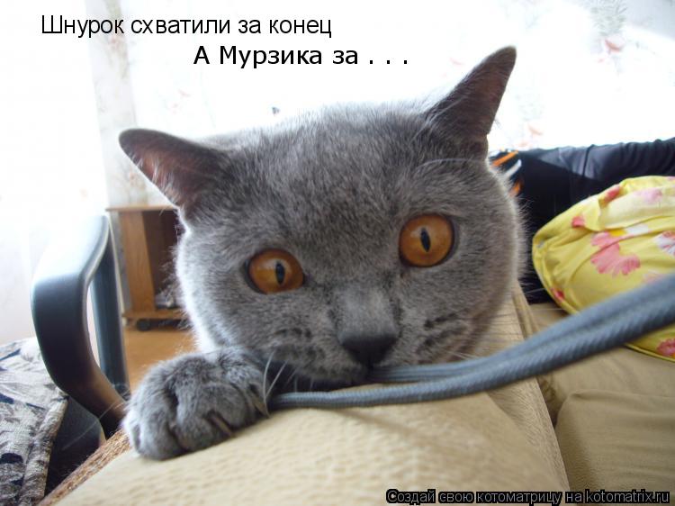 Котоматрица: Шнурок схватили за конец А Мурзика за . . .