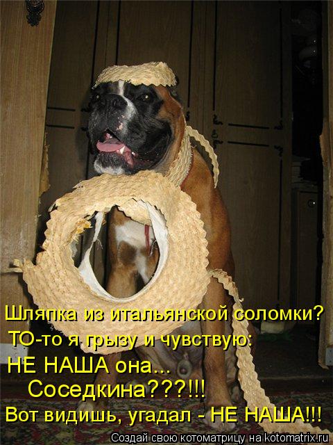 Шляпка из итальянской соломки? ТО-то я грызу и чувствую: НЕ НАША она... Соседкина???!!! Вот видишь, ... Котоматрица: Шляпка из итальянской соломки? ТО-то я грызу и чувствую: НЕ НАША она... Соседкина???!!! Вот видишь, угадал - НЕ НАША!!!