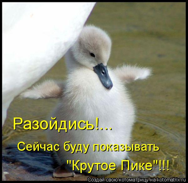 Разойдись!... Сейчас буду показывать "Крутое Пике"!!!... Котоматрица: Разойдись!... Сейчас буду показывать "Крутое Пике"!!!
