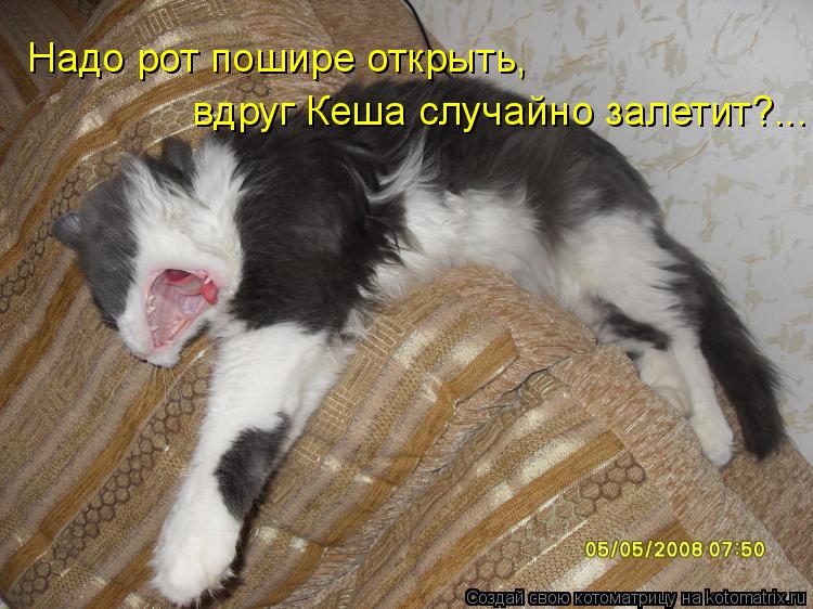 Надо рот пошире открыть, вдруг Кеша случайно залетит?...... Котоматрица: Надо рот пошире открыть, вдруг Кеша случайно залетит?...