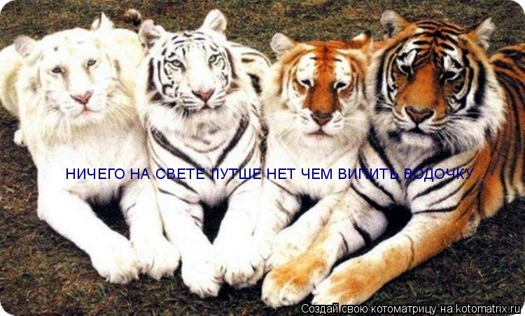 НИЧЕГО НА СВЕТЕ ЛУТШЕ НЕТ ЧЕМ ВИПИТЬ ВОДОЧКУ... Котоматрица: НИЧЕГО НА СВЕТЕ ЛУТШЕ НЕТ ЧЕМ ВИПИТЬ ВОДОЧКУ