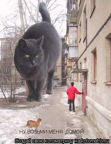 НУ ВОЗЬМИ МЕНЯ ДОМОЙ... Котоматрица: НУ ВОЗЬМИ МЕНЯ ДОМОЙ