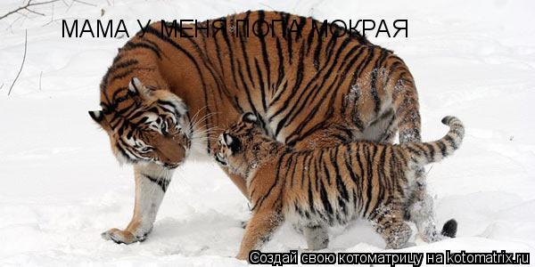 МАМА У МЕНЯ ПОПА МОКРАЯ... Котоматрица: МАМА У МЕНЯ ПОПА МОКРАЯ