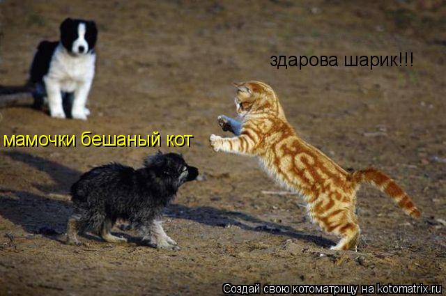 здарова шарик!!! мамочки бешаный кот... Котоматрица: здарова шарик!!! мамочки бешаный кот