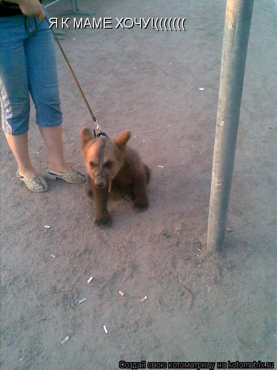 Я К МАМЕ ХОЧУ!(((((((... Котоматрица: Я К МАМЕ ХОЧУ!(((((((