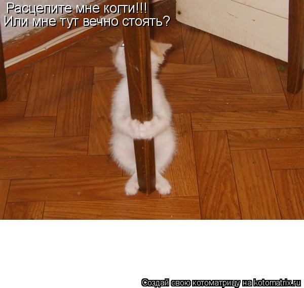 Расцепите мне когти!!! Или мне тут вечно стоять?... Котоматрица: Расцепите мне когти!!! Или мне тут вечно стоять?