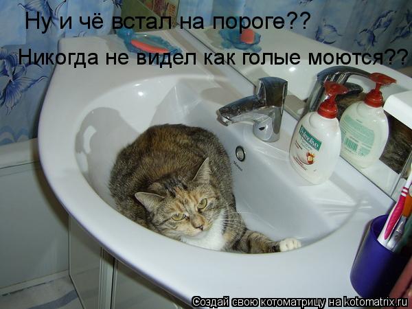 Ну и чё встал на пороге?? Никогда не видел как голые моются??... Котоматрица: Ну и чё встал на пороге?? Никогда не видел как голые моются??