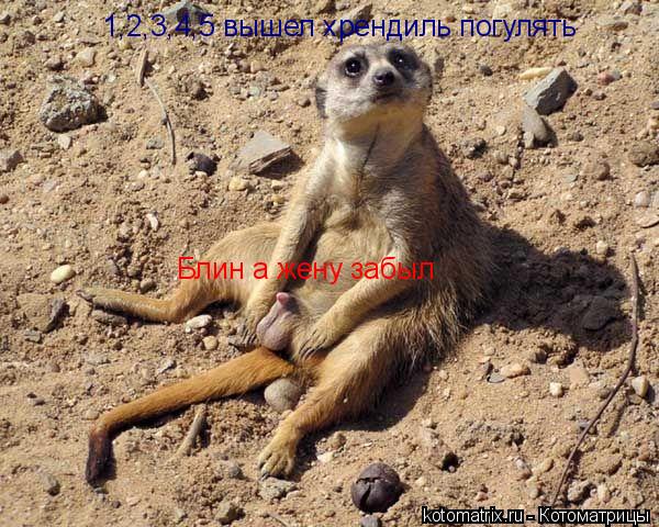 1,2,3,4,5 вышел хрендиль погулять Блин а жену забыл... Котоматрица: 1,2,3,4,5 вышел хрендиль погулять Блин а жену забыл