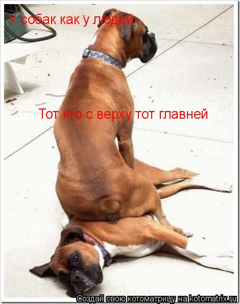 У собак как у людей Тот кто с верху тот главней... Котоматрица: У собак как у людей Тот кто с верху тот главней