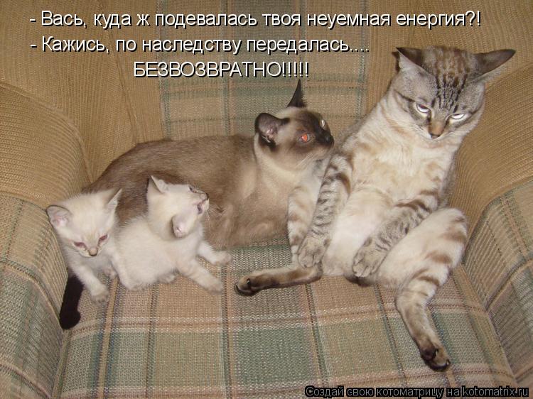 - Вась, куда ж подевалась твоя неуемная енергия?! - Кажись, по наследству передалась.... БЕЗВОЗВРАТНО... Котоматрица: - Вась, куда ж подевалась твоя неуемная енергия?! - Кажись, по наследству передалась.... БЕЗВОЗВРАТНО!!!!!