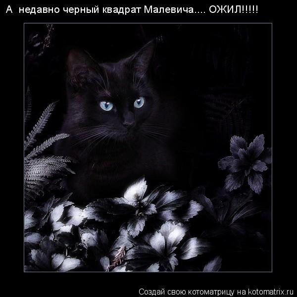 А недавно черный квадрат Малевича.... ОЖИЛ!!!!!... Котоматрица: А недавно черный квадрат Малевича.... ОЖИЛ!!!!!