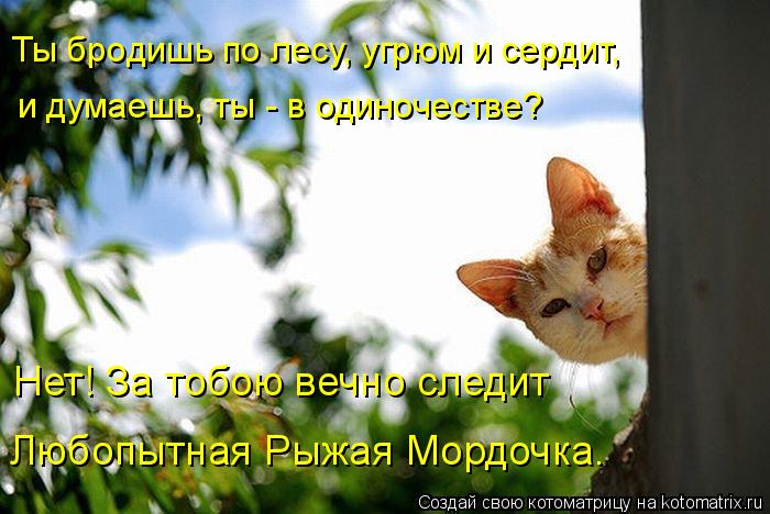 Ты бродишь по лесу, угрюм и сердит, и думаешь, ты - в одиночестве? Нет! За тобою вечно следит Любопыт... Котоматрица: Ты бродишь по лесу, угрюм и сердит, и думаешь, ты - в одиночестве? Нет! За тобою вечно следит Любопытная Рыжая Мордочка.