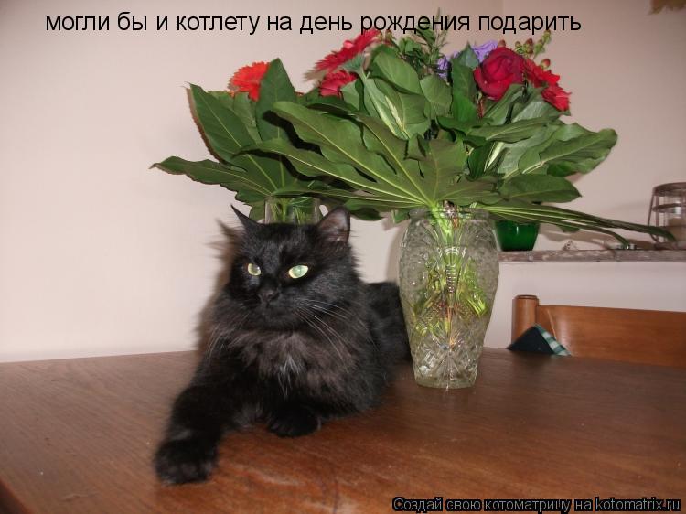могли бы и котлету на день рождения подарить... Котоматрица: могли бы и котлету на день рождения подарить