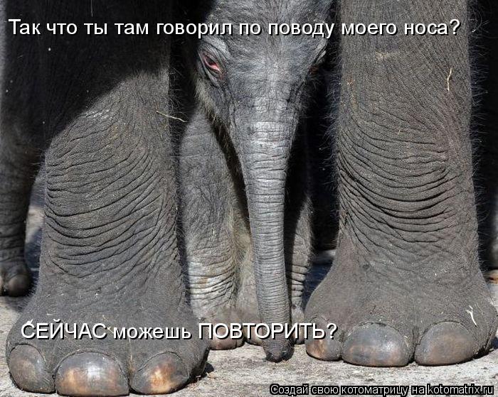 Так что ты там говорил по поводу моего носа? СЕЙЧАС можешь ПОВТОРИТЬ?... Котоматрица: Так что ты там говорил по поводу моего носа? СЕЙЧАС можешь ПОВТОРИТЬ?