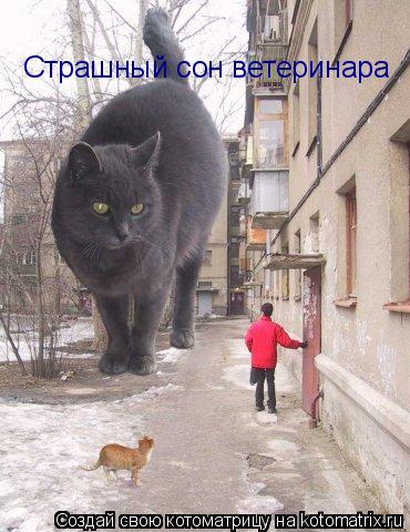 Страшный сон ветеринара... Котоматрица: Страшный сон ветеринара