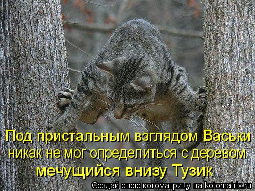 Котоматрица: Под пристальным взглядом Васьки  никак не мог определиться с деревом мечущийся внизу Тузик