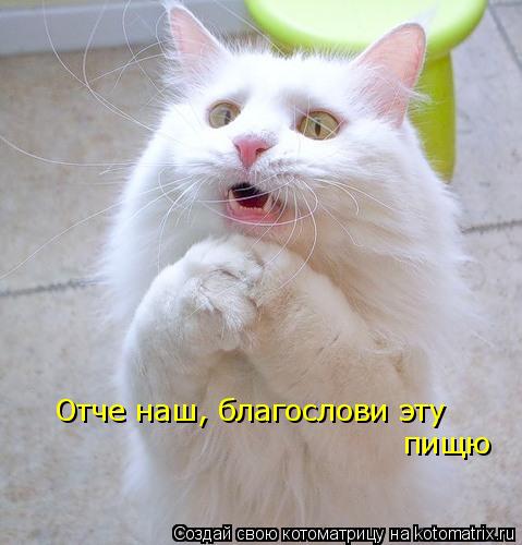 Отче наш, благослови эту Отче наш, благослови эту пищю пищю... Котоматрица: Отче наш, благослови эту Отче наш, благослови эту пищю пищю