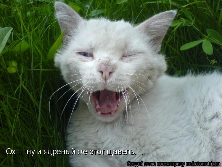 Ох.....ну и ядреный же этот щавель....... Котоматрица: Ох.....ну и ядреный же этот щавель....