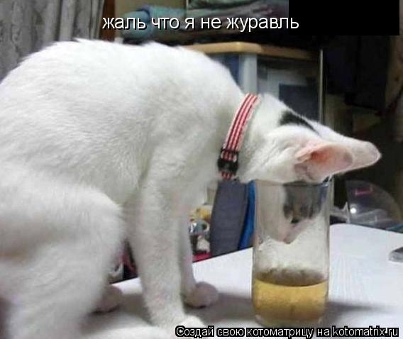 жаль что я не журавль... Котоматрица: жаль что я не журавль