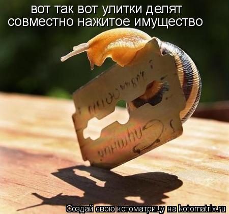 вот так вот улитки делят совместно нажитое имущество... Котоматрица: вот так вот улитки делят совместно нажитое имущество