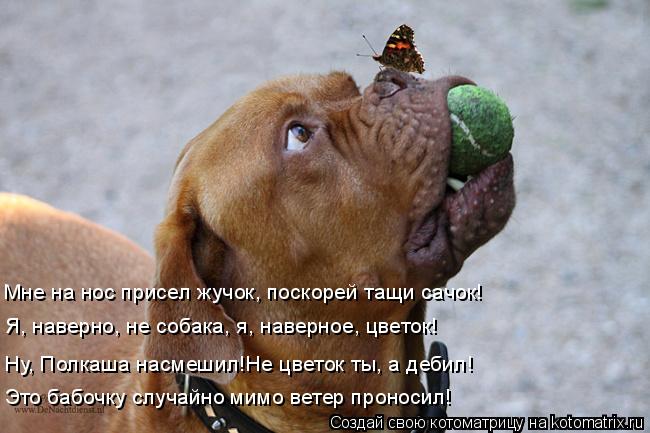 Это бабочку случайно мимо ветер проносил! Ну, Полкаша насмешил!Не цветок ты, а дебил! Я, наверно, не ... Котоматрица: Это бабочку случайно мимо ветер проносил! Ну, Полкаша насмешил!Не цветок ты, а дебил! Я, наверно, не собака, я, наверное, цветок! Мне на нос при