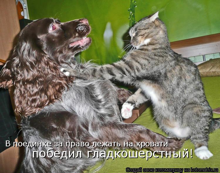 В поединке за право лежать на кровати победил гладкошерстный!... Котоматрица: В поединке за право лежать на кровати победил гладкошерстный!