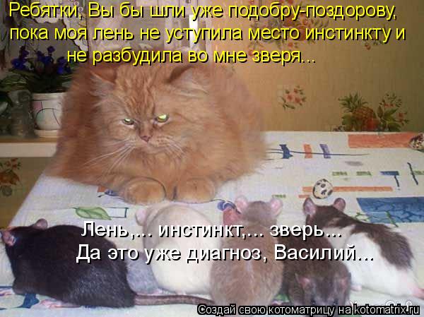 Котоматрица: Ребятки, Вы бы шли уже подобру-поздорову,  пока моя лень не уступила место инстинкту и  не разбудила во мне зверя...  Да это уже диагноз, Васили