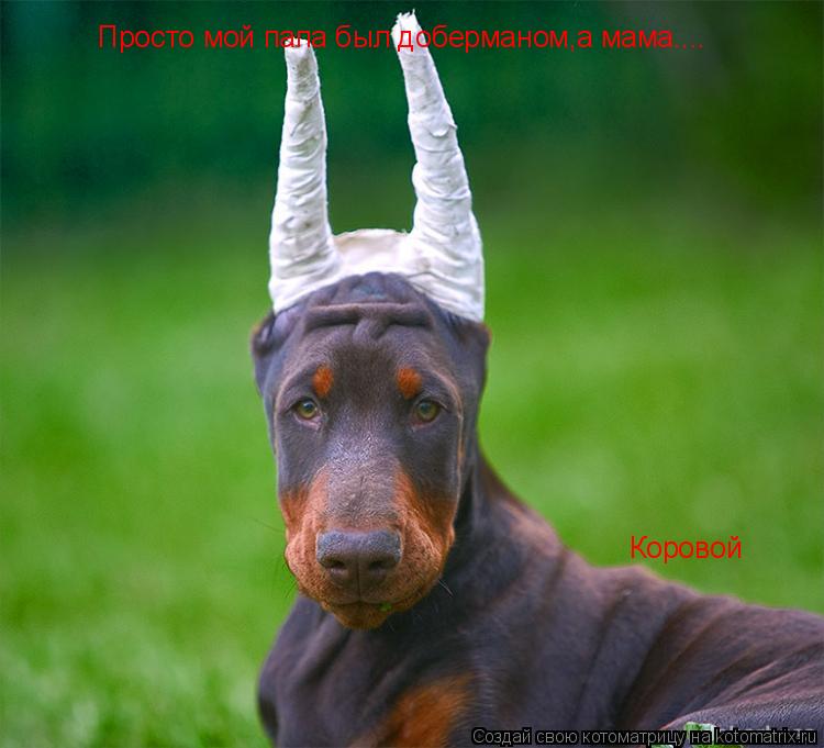 Просто мой папа был доберманом,а мама.... Коровой... Котоматрица: Просто мой папа был доберманом,а мама.... Коровой