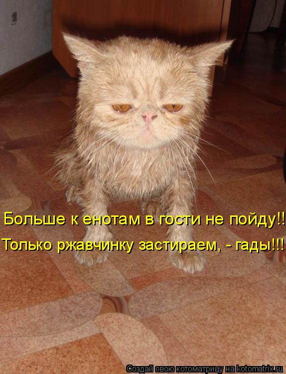 Больше к енотам в гости не пойду!!! Только ржавчинку застираем, - гады!!!... Котоматрица: Больше к енотам в гости не пойду!!! Только ржавчинку застираем, - гады!!!