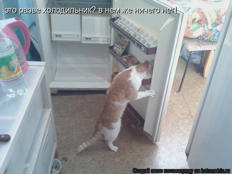 это разве холодильник? в нем же ничего нет!... Котоматрица: это разве холодильник? в нем же ничего нет!
