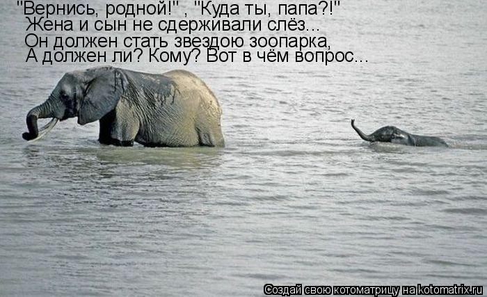 "Вернись, родной!" , "Куда ты, папа?!" Жена и сын не сдерживали слёз... Он должен стать звездою зоопа... Котоматрица: "Вернись, родной!" , "Куда ты, папа?!" Жена и сын не сдерживали слёз... Он должен стать звездою зоопарка, А должен ли? Кому? Вот в чём вопрос...