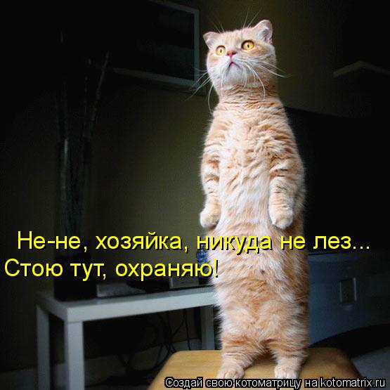Не-не, хозяйка, никуда не лез... Стою тут, охраняю!... Котоматрица: Не-не, хозяйка, никуда не лез... Стою тут, охраняю!
