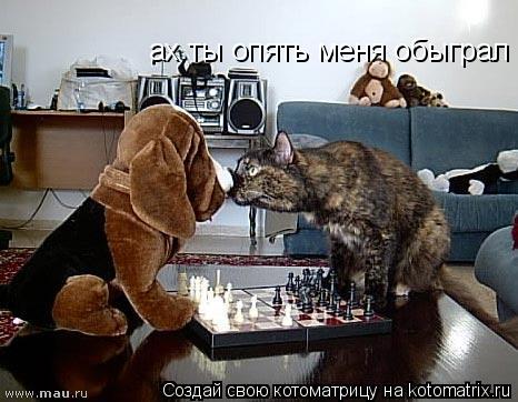 ах ты опять меня обыграл... Котоматрица: ах ты опять меня обыграл