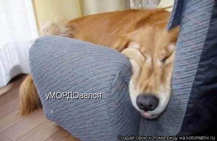 уМОРДОвался...... Котоматрица: уМОРДОвался...
